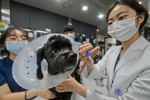 반려동물 자진신고 기간이 시작된 19일 오후 수원시 장안구 본동물의료센터에서 의료진이 반려견에게 무선전자개체식별장치(마이크로칩)를 삽입하고 있다. 정부는 오는 9월 30일까지 자진신고를 받은 뒤 이후부터 집중 단속에 들어갈 예정이다. 윤원규기자