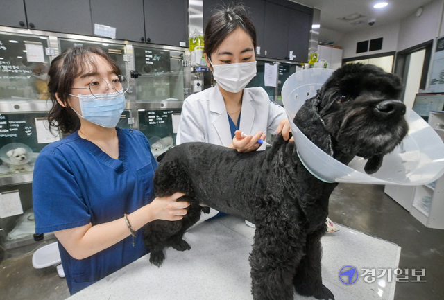 반려동물 자진신고 기간이 시작된 19일 오후 수원시 장안구 본동물의료센터에서 의료진이 반려견에게 무선전자개체식별장치(마이크로칩)를 삽입하고 있다. 정부는 오는 9월 30일까지 자진신고를 받은 뒤 이후부터 집중 단속에 들어갈 예정이다. 윤원규기자
