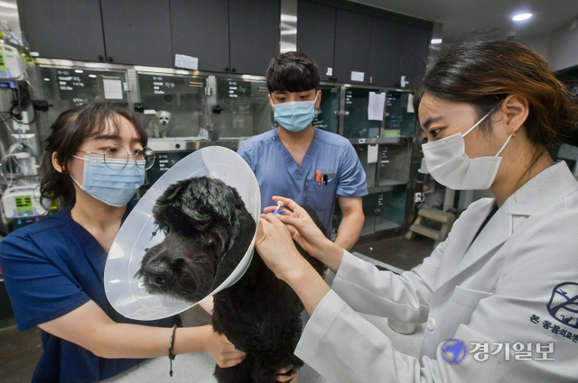 반려동물 자진신고 기간이 시작된 19일 오후 수원시 장안구 본동물의료센터에서 의료진이 반려견에게 무선전자개체식별장치(마이크로칩)를 삽입하고 있다. 정부는 오는 9월 30일까지 자진신고를 받은 뒤 이후부터 집중 단속에 들어갈 예정이다. 윤원규기자