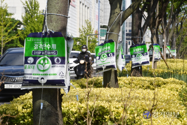 계속되는 폭염으로 도내 공원, 녹지 등의 나무 피해가 우려되는 가운데 4일 오후 수원시청 앞 도로 가로수에 폭염 및 가뭄 피해 예방을 위한 물주머니들이 설치돼 있다. 김시범기자