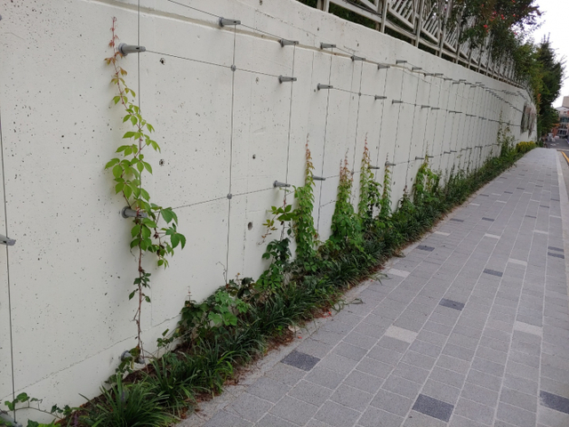 벽면 녹화(덩굴식물 식재).