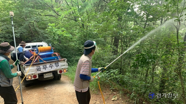 대벌레 꼼짝마! 최근 돌발해충 대벌레가 급격히 확산한 군포시 수리산 일대에서 30일 오후 경기도 대벌레 퇴치반 관계자들이 방제약을 살포하고 있다. 오른쪽은 나무에 잔뜩 붙어 있는 대벌레 떼. 이경민기자