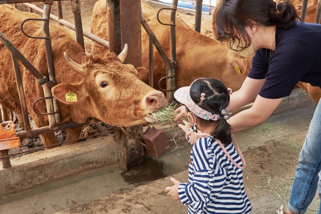 용인 청계목장 밀크스쿨