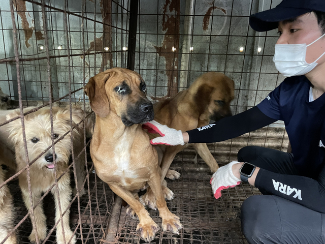 지난 8월 동물권행동 카라는 여주시 능서면 왕대리의 야산에 있는 불법 개 도살장을 적발했다. 사진은 구조 전 철창에 갇힌 개들의 모습. 동물권행동 카라 제공