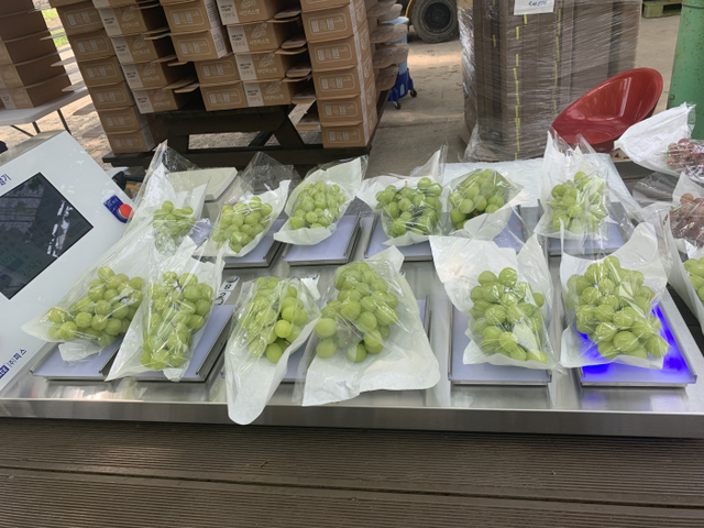 안산시가 대부도 특산물 ‘샤인머스켓’을 온라인서 특별판매한다.