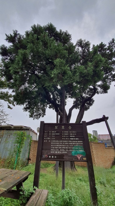 부천시가 여월동 수령 500여년 된 측백나무에 대해 천연기념물 지정을 추진한다. 사진은 부천시 여월동 79-2번지에 있는 수령 500년 된 측백나무. 김종구기자