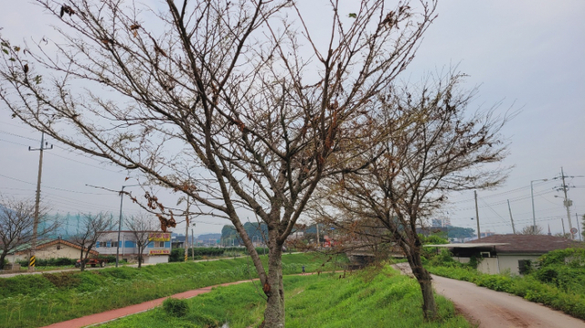신천변 가로수8