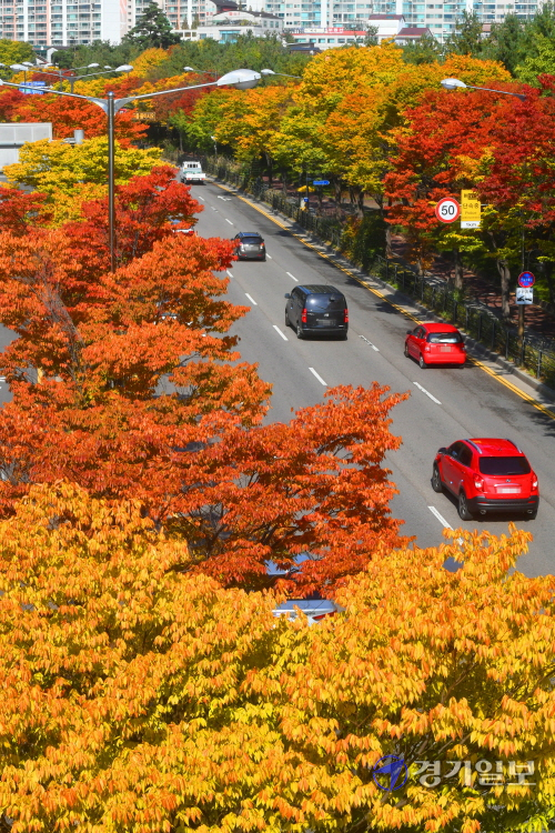 26일 오후 울긋불긋 가을옷으로 갈아입은 수원시 율전동의 가로수들이 도심지의 멋진 가을풍경을 연출하고 있다. 김시범기자