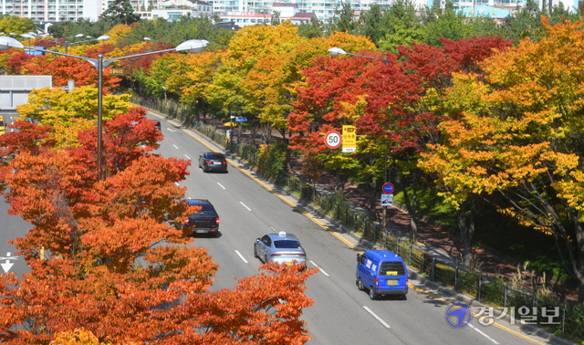 26일 오후 울긋불긋 가을옷으로 갈아입은 수원시 율전동의 가로수들이 도심지의 멋진 가을풍경을 연출하고 있다. 김시범기자