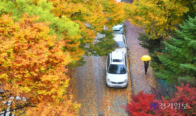 경기지역에 가을비가 내린 8일 오전 수원시내 한 아파트단지에서 우산을 쓴 시민이 막바지 단풍과 낙엽이 어우러진 길을 걷고 있다. 기상청은 이번 비가 그치면 강추위가 찾아올 것이라고 예보했다. 김시범기자