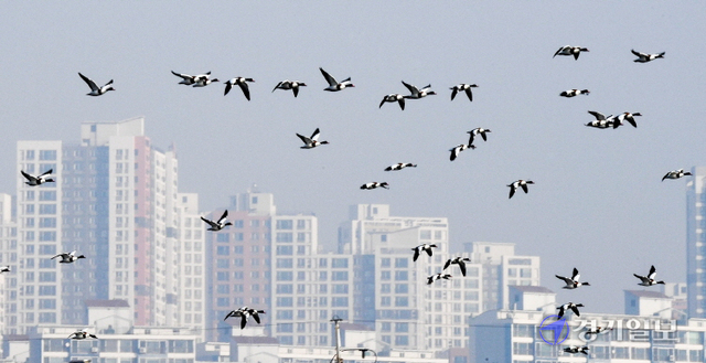 28일 인천 미추홀구 학익갯골유수지에서  월동중인 멸종위기 관심대상종인 혹부리오리 100여마리가 인근 아파트 앞을 날아가고 있다. 검은색과 흰색이 조화를 이루어 아름답게 보이는 혹부리오리는 중국과 러시아 등에서 번식하며 우리나라에는 11월 초에 찾아와 이듬해 4월까지 머무는 겨울철새이다. 장용준기자