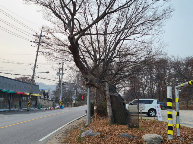 고려시대 윤관장군의 나무로 명명된 파주 보호수가 이정표시목이라는 연구결과가 나와 명칭변경 필요성이 제기되고 있다. 사진은 파주 광탄면 분수리 법정 보호수인 느티나무의 모습.