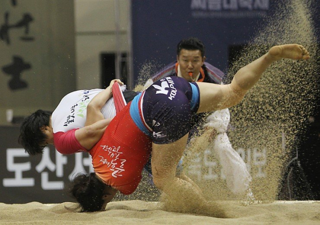 수원에서 열리는 2022 설날장사씨름대회 마지막날인 오는 2월 2일 펼쳐질 여자부 체급별 결승과 단체전이 뜨거운 관심을 모으고 있다.경기일보 DB