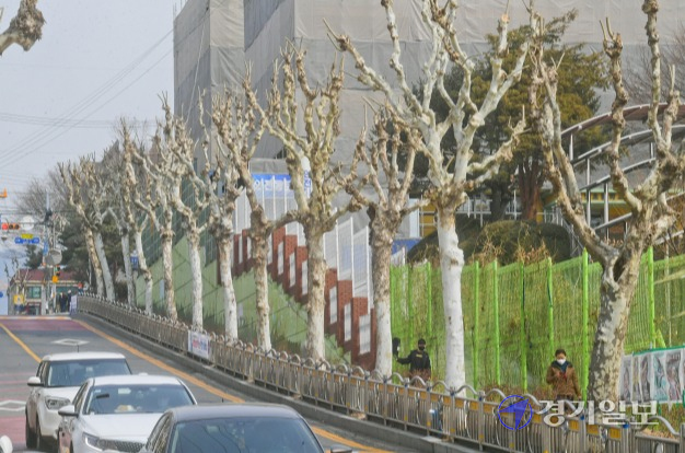 9일 성남시 수정구 태평동 도로변 가로수들이 과도한 가지치기 작업으로 인해 앙상한 모습을 보이고 있다. 윤원규기자