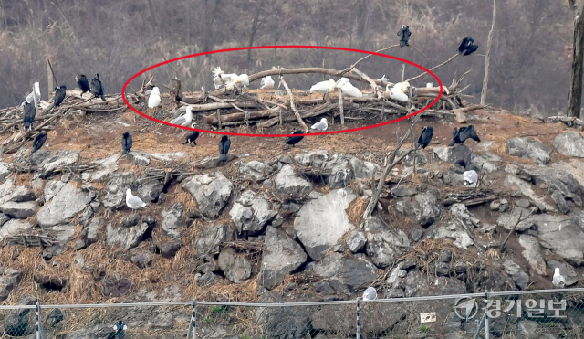 춘분을 하루 앞둔 20일 오전 올동지에서 돌아온 천연기념물 205-1호, 멸종위기 1급 저어새들이 인천 남동구 남동유수지 인공섬에 둥지를 만들기 위해 자리잡고 있다. 홍콩과 타이완 등에서 겨울을 보낸 저어새는 3월에 남동유수지로 찾아와 번식을 한 뒤 11월에 다시 떠난다. 장용준기자