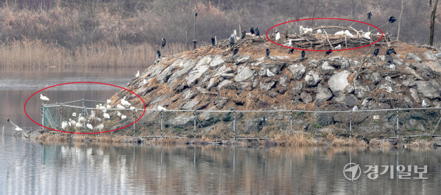 춘분을 하루 앞둔 20일 오전 올동지에서 돌아온 천연기념물 205-1호, 멸종위기 1급 저어새들이 인천 남동구 남동유수지 인공섬에 둥지를 만들기 위해 자리잡고 있다. 홍콩과 타이완 등에서 겨울을 보낸 저어새는 3월에 남동유수지로 찾아와 번식을 한 뒤 11월에 다시 떠난다. 장용준기자
