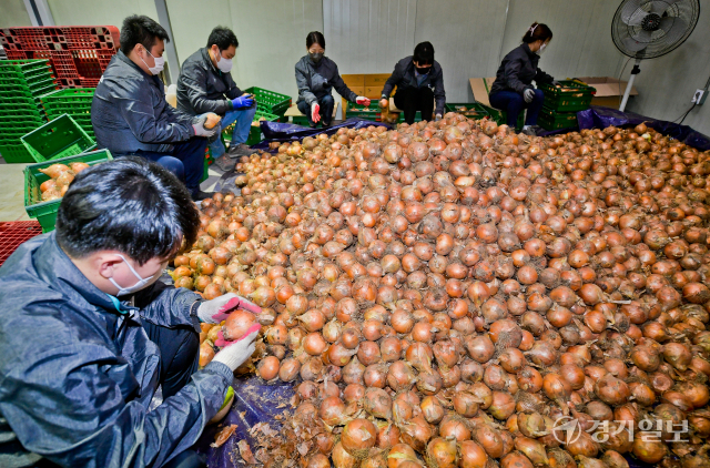 22일 오후 광주시 친환경농산물유통센터에서 경기도농수산진흥원 관계자들이 친환경 양파를 선별하고 있다. 양파값 폭락으로 어려움을 겪고 있는 도내 양파 농가를 위해 경기도가 오는 23일 오전 11시부터 1시간동안 '친환경 양파 특별전' 라이브 커머스를 진행한다. 윤원규기자