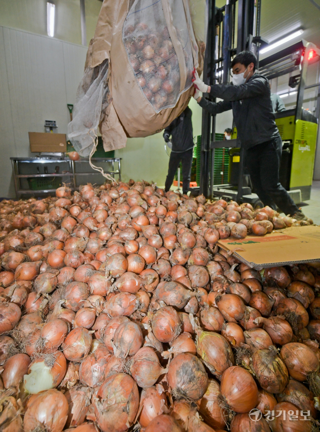 22일 오후 광주시 친환경농산물유통센터에서 경기도농수산진흥원 관계자들이 친환경 양파를 정리하고 있다. 양파값 폭락으로 어려움을 겪고 있는 도내 양파 농가를 위해 경기도가 오는 23일 오전 11시부터 1시간동안 '친환경 양파 특별전' 라이브 커머스를 진행한다. 윤원규기자