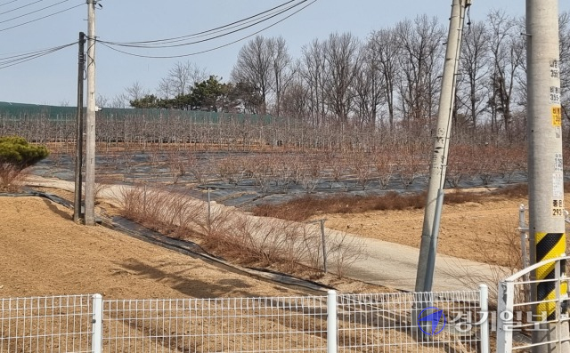화성 비봉면 구포리 한 과수원이 경기도 소유 개발제한구역(GB)를 불법 훼손, 10여년 넘게 사과농사를 짓고 있는 것으로 드러났다. 사진은 해당 토지. 김영호기자