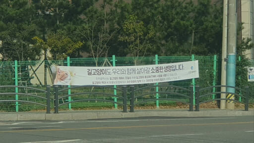 인천 옹진군은 길고양이 개체수 조절을 위해 중성화수술을 지원하고 있다. 군 제공