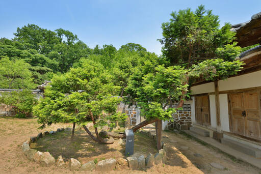 화성 융릉 개비자나무. 경기관광공사 제공