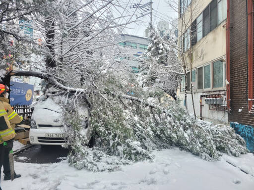 고양시 일산서구 일산동에서 폭설로 나무가 쓰러져 차를 덮쳤다. 경기도북부소방재난본부 제공