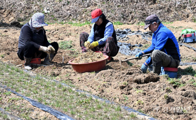 완연한 봄날씨를 보인 14일 오후 양평군 양동면의 한 양지바른 들녘에서 주민들이 냉이, 달래 등 봄나물을 캐고 있다. 김시범기자