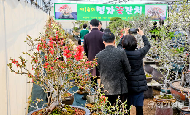 21일 오전 용인특례시 기흥구 명자분재사랑곳에서 열린 ‘제14회 명자꽃잔치’에서 관람객들이 명자 분재를 둘러보고 있다. 오는 31일까지 열리는 이번 전시에서는 다양한 품종을 자랑하는 명자꽃 80여종, 500점을 만날 수 있다. 윤원규기자