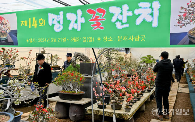 21일 오전 용인특례시 기흥구 명자분재사랑곳에서 열린 ‘제14회 명자꽃잔치’에서 관람객들이 명자 분재를 둘러보고 있다. 오는 31일까지 열리는 이번 전시에서는 다양한 품종을 자랑하는 명자꽃 80여종, 500점을 만날 수 있다. 윤원규기자