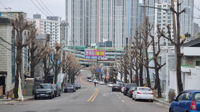 22일 낮 3시께 수봉공원 앞 언덕길에 관리작업이 끝난 나무들이 늘어서있다. 이동현 기자