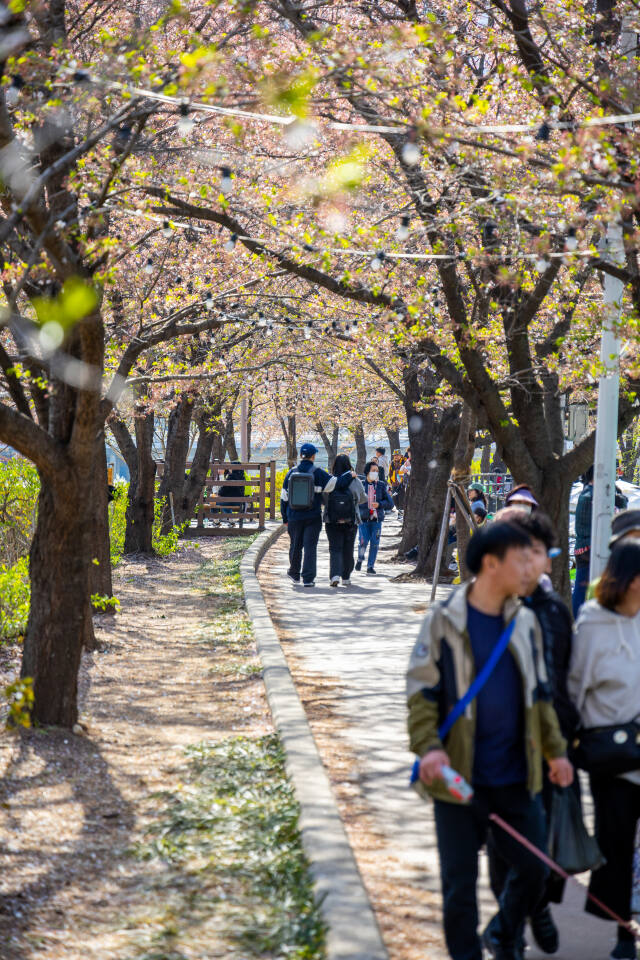 충훈벚꽃길. 안양시제공