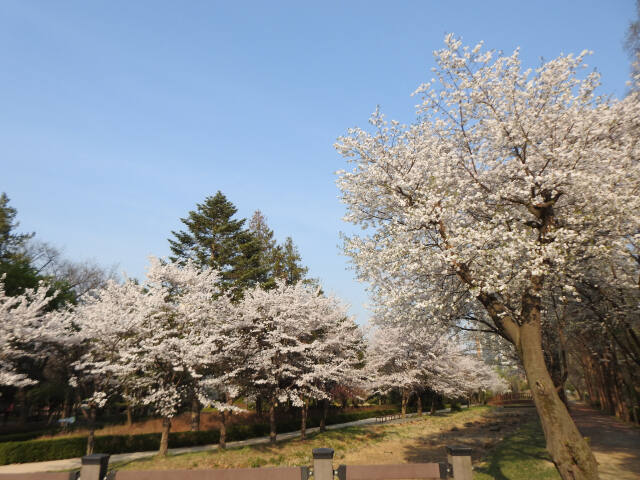 경기도내 벚꽃 만개 모습. 경기도 제공