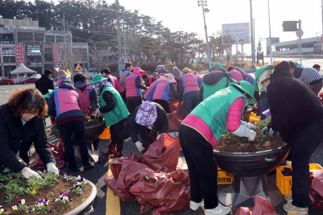 인천 옹진군과 영흥면사무소 공무원 등이 최근 영흥대교 3거리에서 봄꽃을 심고 있다. 군 제공