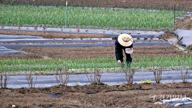 농사에 도움을 주는 단비가 내린 28일 오전 수원특례시 광교동 한 들녘에서 농부가 촉촉히 젖은 밭을 일구고 있다. 김시범기자