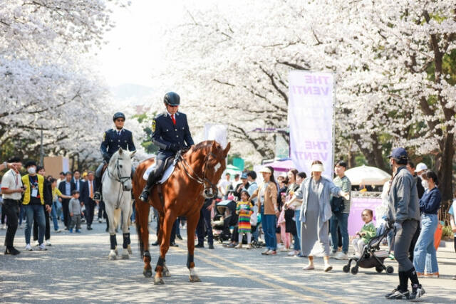 렛츠런파크 벚꽃축제. 마사회 제공