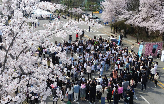 6일 수원월드컵경기장 중앙광장 및 스포츠센터 전면도로에서 열린 ‘2024 차 없는 거리 페스티벌-월드컵UP로드’에 참여한 시민들이 벚꽃길을 배경으로 다채로운 문화공연 등을 관람하며 즐거운 시간을 보내고 있다.조주현기자