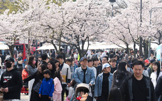 6일 수원월드컵경기장 중앙광장 및 스포츠센터 전면도로에서 열린 ‘2024 차 없는 거리 페스티벌-월드컵UP로드’에 참여한 시민들이 벚꽃길을 배경으로 다채로운 문화공연 등을 관람하며 즐거운 시간을 보내고 있다.조주현기자