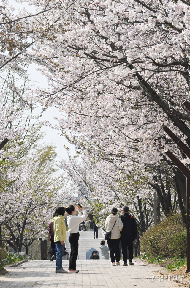 7일 인천 남동구 중앙공원을 찾은 시민들이 만개한 벚꽃길을 거닐며 봄기운을 만끽하고 있다. 조병석기자