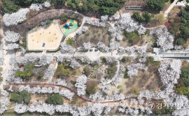 7일 인천 남동구 중앙공원을 찾은 시민들이 만개한 벚꽃길을 거닐며 봄기운을 만끽하고 있다. 조병석기자