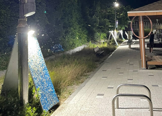 매년 5월에서 9월 사이 남양주 와부읍 한강 일대에 출몰하는 동양하루살이 모습. 남양주시 제공