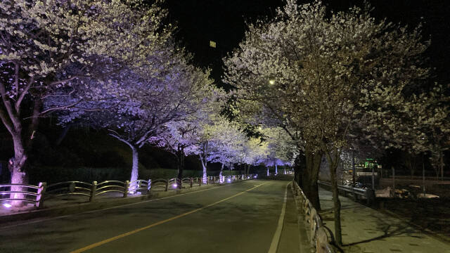연천군 전곡읍 은대근린공원에 늘어선 벚꽃들이 활짝 피어 있다. 연천군 제공