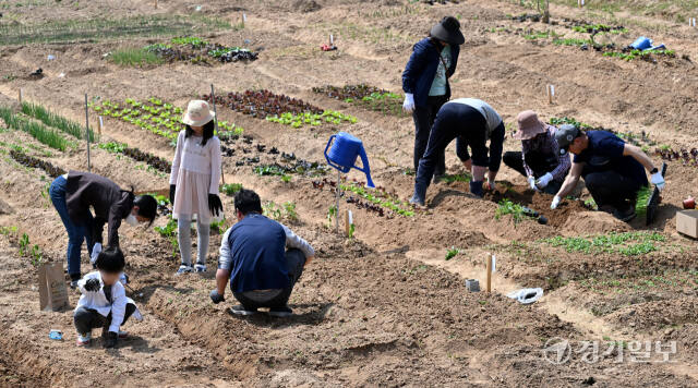 14일 오후 화창한 날씨 속에 수원탑동시민농장 체험텃밭을 찾은 가족단위 시민들이 다양한 채소를 심거나 가꾸고 있다. 김시범기자