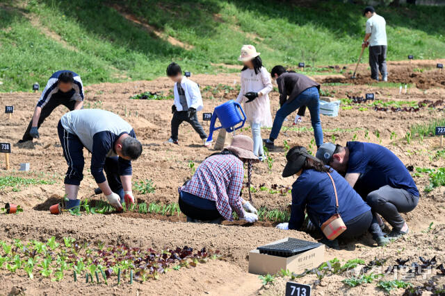 14일 오후 화창한 날씨 속에 수원탑동시민농장 체험텃밭을 찾은 가족단위 시민들이 다양한 채소를 심거나 가꾸고 있다. 김시범기자