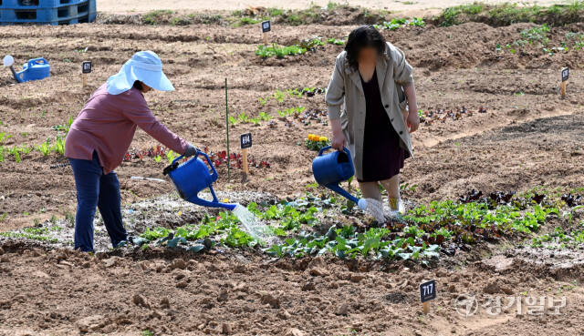 14일 오후 화창한 날씨 속에 수원탑동시민농장 체험텃밭을 찾은 가족단위 시민들이 다양한 채소를 심거나 가꾸고 있다. 김시범기자
