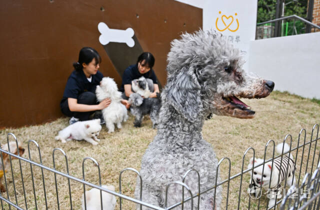 경기도는 올해부터 5월 어린이날이 있는 주의 토요일을 ‘반려동물의 날’로 지정해 건강한 반려동물 문화 조성을 위한 다양한 행사를 개최한다고 29일 밝혔다. 사진은 이날 도내 번식장에서 구출된 강아지들을 돌보는 반려마루 여주 관계자들. 윤원규기자