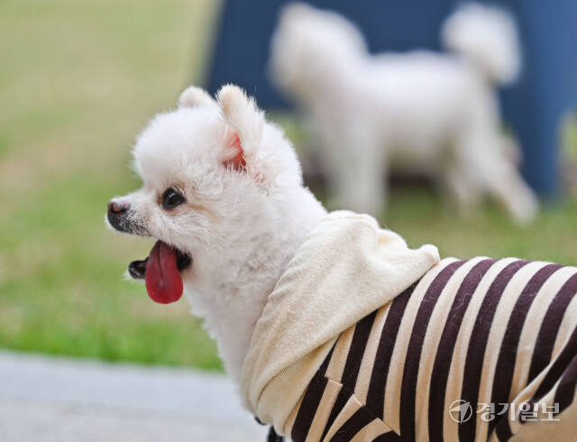 반려마루 여주에서 보살핌을 받고 있는 강아지들