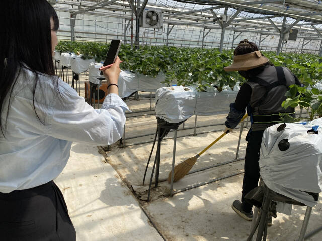양주시가 시 소속 근로자를 대상으로 안전한 작업환경을 조성하기 위해 근골격계 부담 작업 유해요인을 조사한다. 조사원이 시가 운영하는 딸기 재배 시범포에서 근로자를 조사하고 있다. 양주시 제공