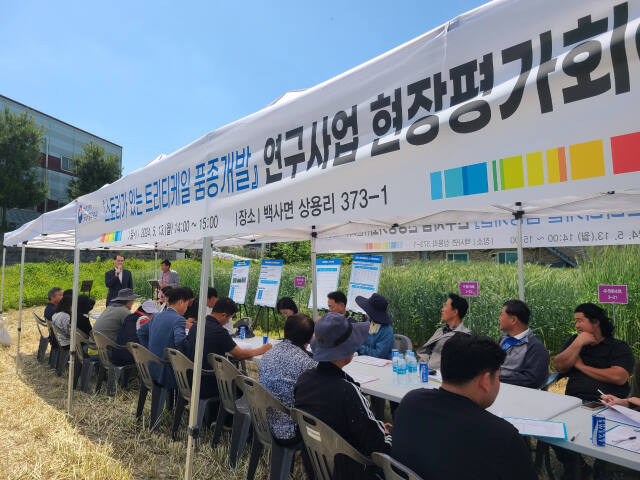 이천시가 13일 이천시의 한 농가에서 월동조사료로 트리티케일 품종개발을 위한 1년차 현장평가회를 열었다. 이천시 제공