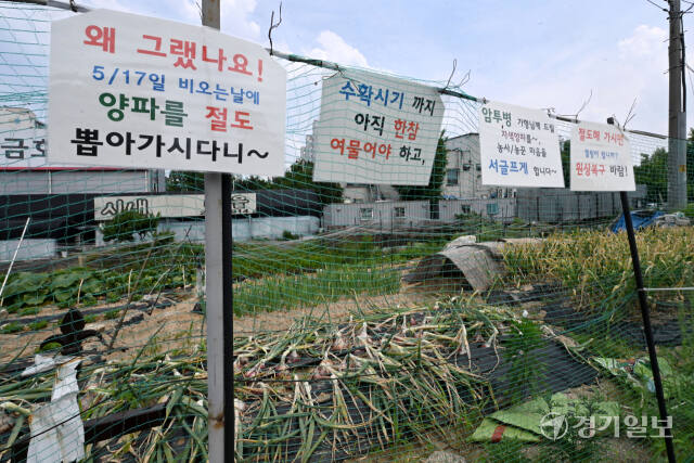 6일 오전 용인특례시 기흥구 신갈동 한 텃밭에 수확을 앞둔 농작물을 도둑맞았다는 내용의 호소문이 걸려 있다. 호소문에는 "지난달 17일 누군가가 암투병하는 지인을 주기 위해 재배중인 자색양파를 뽑아 갔다"며 절도범에 대한 원망과 원상복구를 부탁하는 내용이 적혀있다. 김시범기자