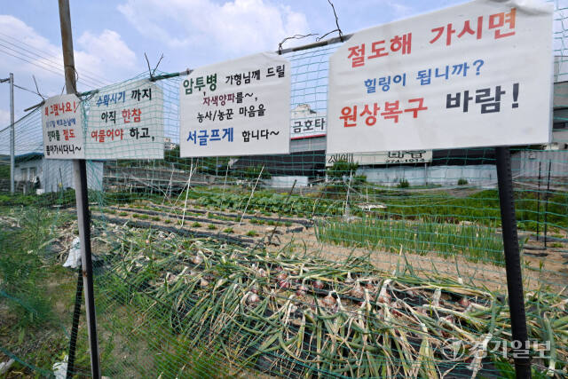 6일 오전 용인특례시 기흥구 신갈동 한 텃밭에 수확을 앞둔 농작물을 도둑맞았다는 내용의 호소문이 걸려 있다. 호소문에는